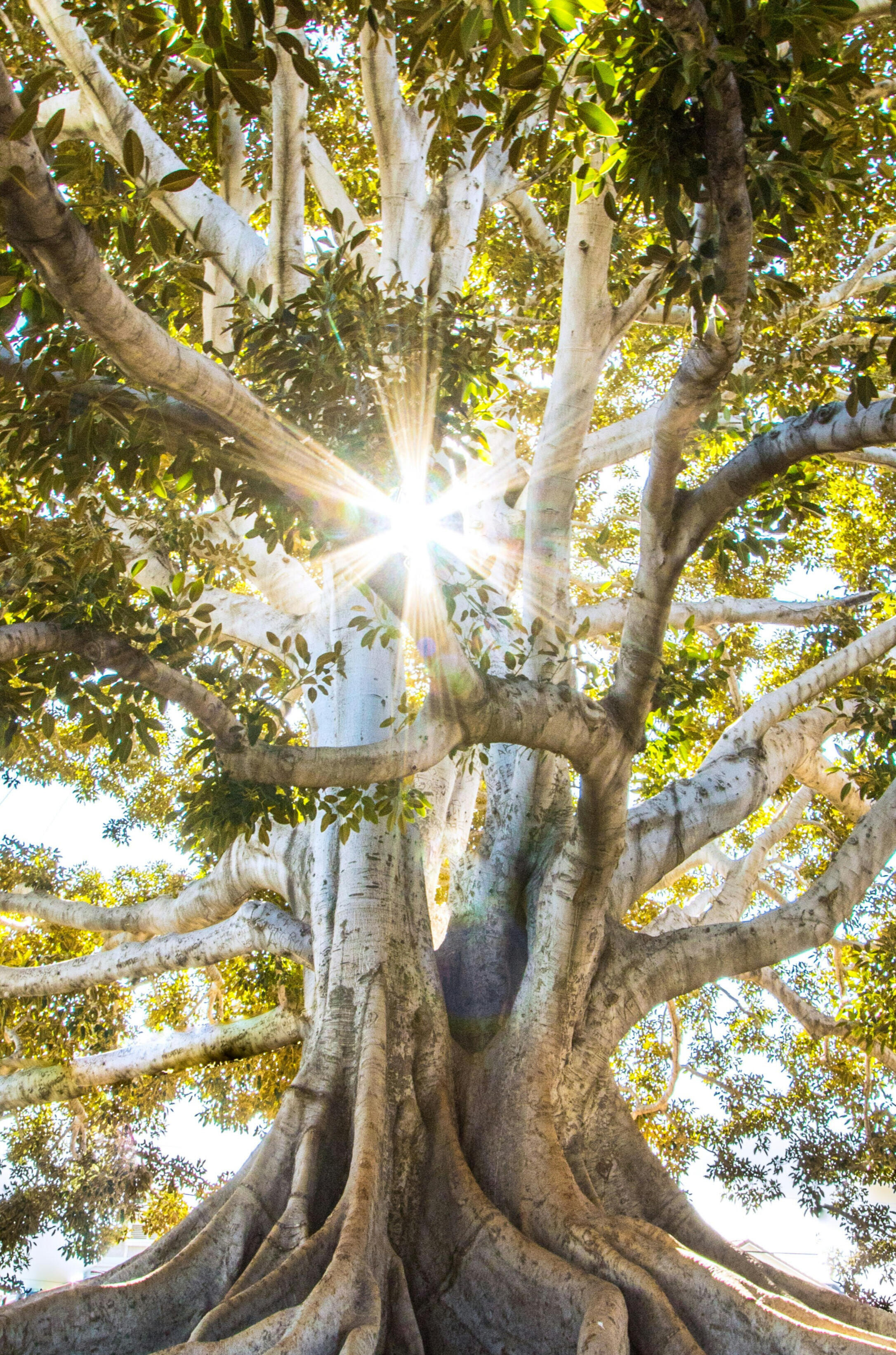 Large Tree with a burst of sunlight coming thru defining "The Stategic Alignment Accelerator": Defining project outcomes and stakeholder alignment using GenAI. Tagline: Stakeholder Resistance into Clarity. Source: Paul Stefanski for the www.getintentional
